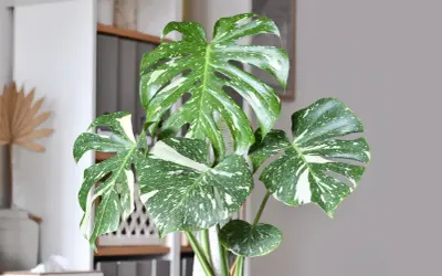 Monstera przynosi pecha? Feng Shui i nauka mówią co innego!