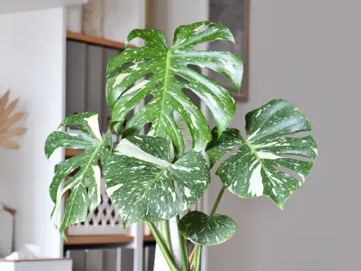 Monstera przynosi pecha? Feng Shui i nauka mówią co innego!